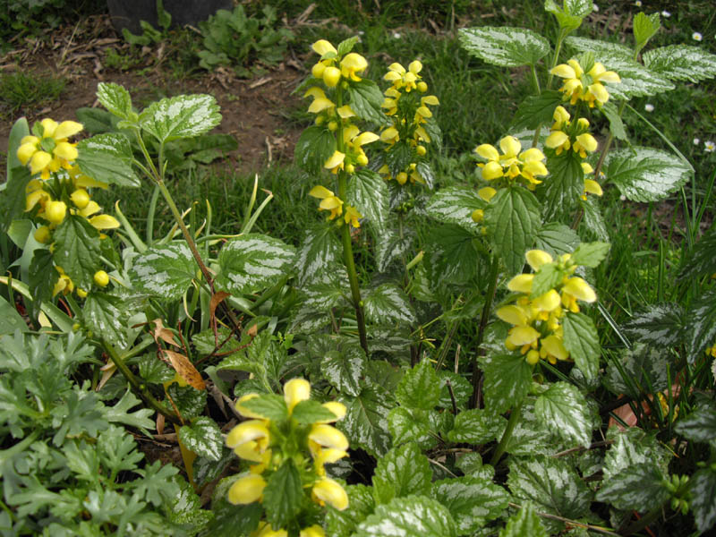 Lamiastrum galeobdolon photo